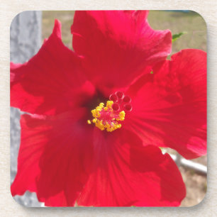 bright red tropical hibiscus flower coaster