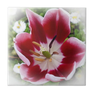 bright red tulip ceramic tile