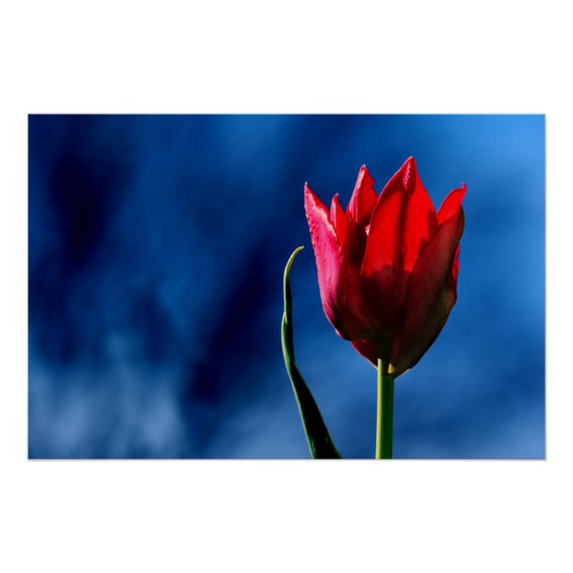 Bright red tulip on dark blue background poster (Front)