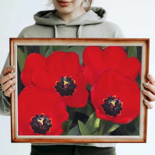 Bright Red Tulips Floral Photographic Glossy Poster (In Situ)