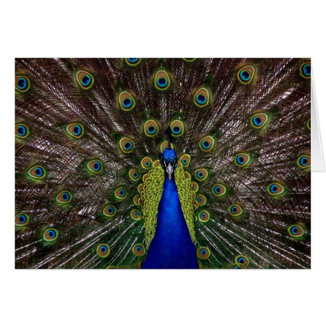 Bright regal peacock photo (Front Horizontal)