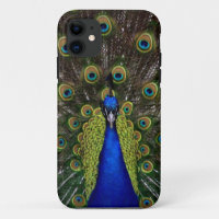 Bright regal peacock photo bird nature print