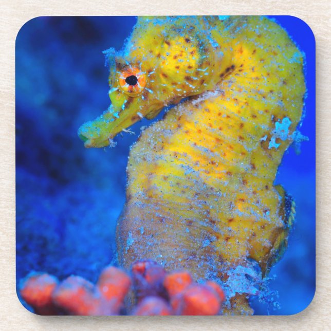 Bright Seahorse | Hippocampus Coaster (Front)