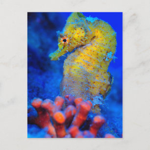 Bright Seahorse   Hippocampus Postcard