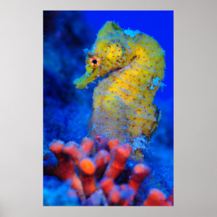 Bright Seahorse Hippocampus Poster