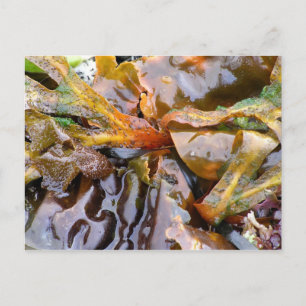 Bright Seaweed (postcard) Postcard
