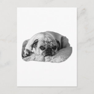 Bright Sentiment, Soft Reminder Postcard