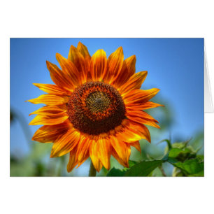 Bright Shining Orange Sunflower