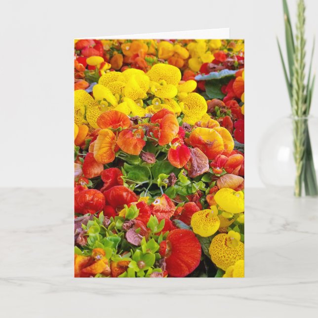 bright slipperwort flower garden card (Front)