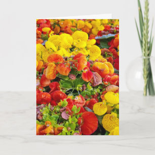 bright slipperwort flower garden card