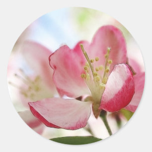 Bright Spring Apple Blossoms Classic Round Sticker