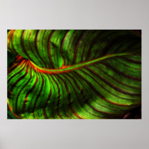 Bright Striped Canna Leaf Poster Print
