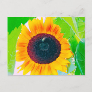 Bright Summer Sunflower and Bee Postcard