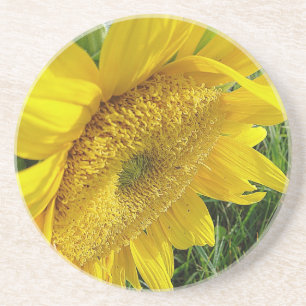 Bright sunflower coaster