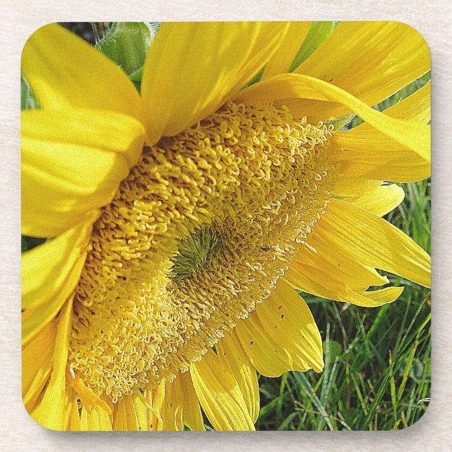Bright sunflower coaster (Front)