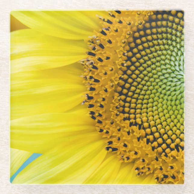 Bright Sunflower Glass Coaster (Front)