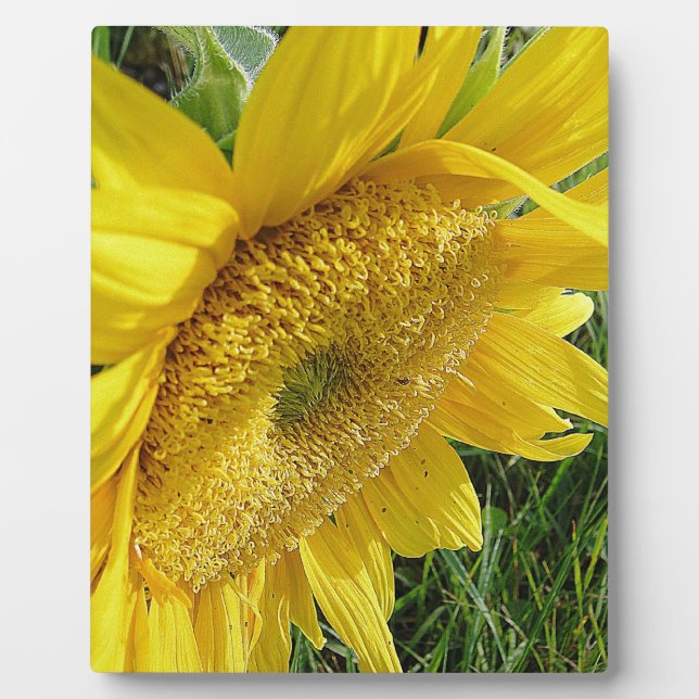 Bright sunflower plaque (Front)