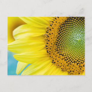 Bright Sunflower Postcard