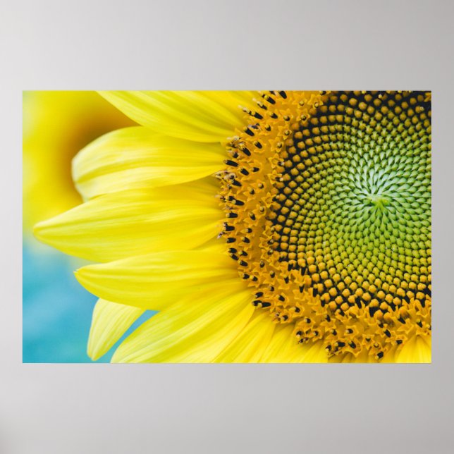 Bright Sunflower Poster (Front)