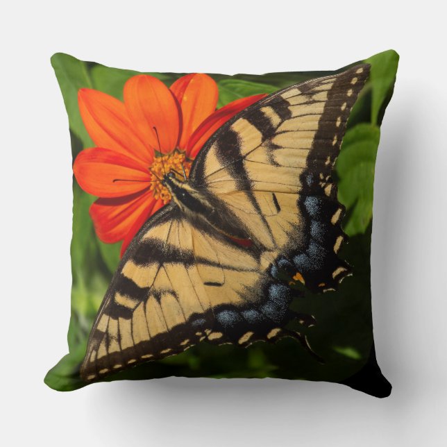 Bright sunny orange daisy with butterfly on cushion (Front)