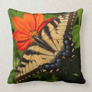 Bright sunny orange daisy with butterfly on cushion