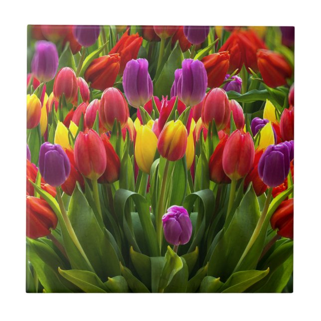 Bright Tulips Ceramic Tile (Front)