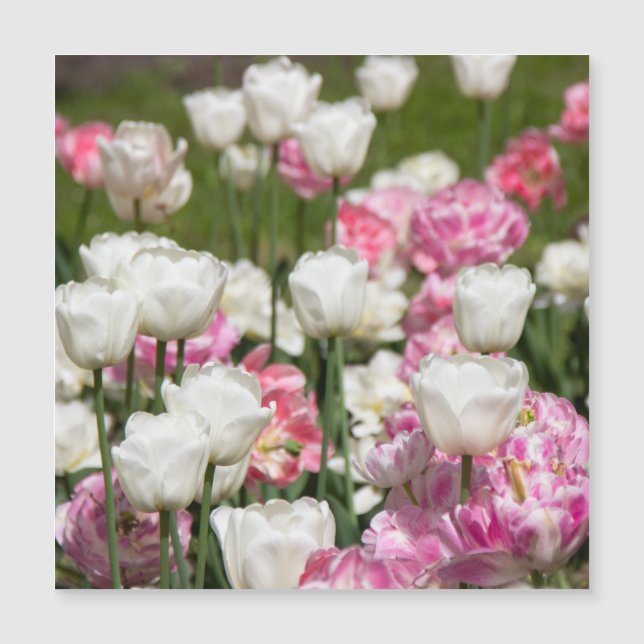 Bright white and pink tulips on a sunny day  (Front)