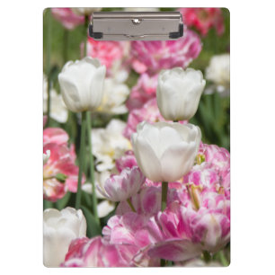Bright white and pink tulips on a sunny day  clipboard