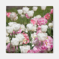 Bright white and pink tulips on a sunny day
