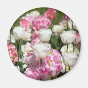 Bright white and pink tulips on a sunny day magnet