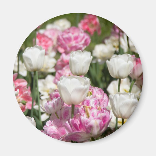 Bright white and pink tulips on a sunny day magnet (Front)
