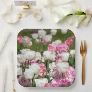 Bright white and pink tulips on a sunny day paper plate
