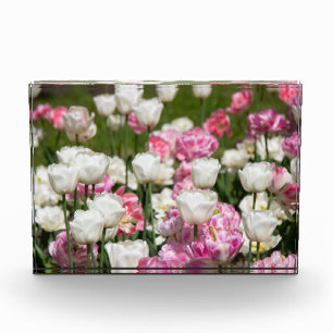 Bright white and pink tulips on a sunny day photo block