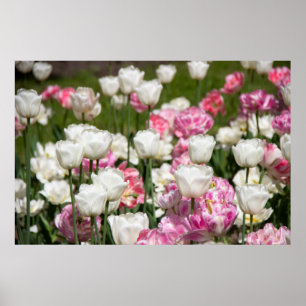 Bright white and pink tulips on a sunny day poster