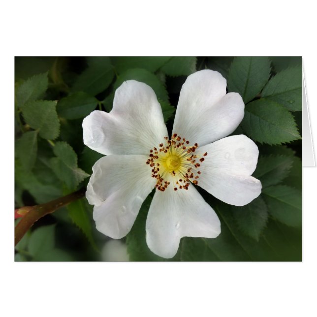 bright white flower (Front Horizontal)