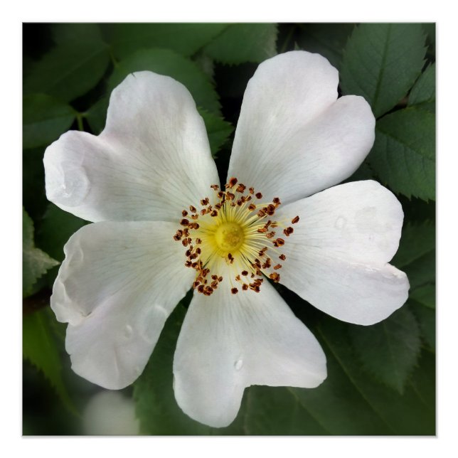 bright white flower poster (Front)