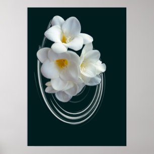 bright white freesia poster