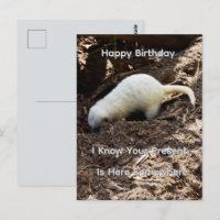 Bright White Meerkat Digging, Birthday Postcard