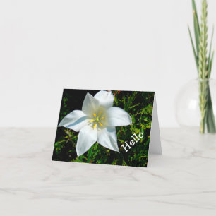 BRIGHT WHITE, STAR-SHAPED FLOWER / HELLO/PHOTOG CARD