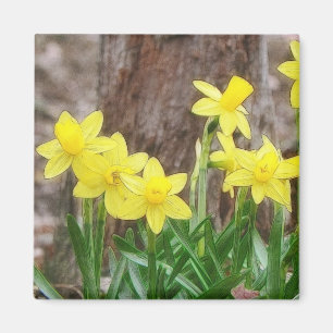 Bright Yellow Daffodils Magnet