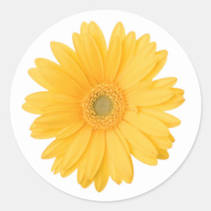 Bright Yellow Gerbera Daisy Flower Classic Round Sticker