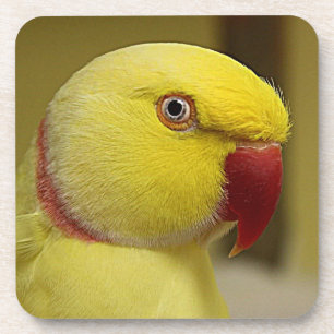 Bright Yellow Lutino Indian Ringneck Parrot Coaster