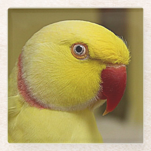 Bright Yellow Lutino Indian Ringneck Parrot Glass Coaster (Front)