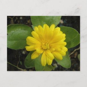 Bright Yellow Marigold Postcard