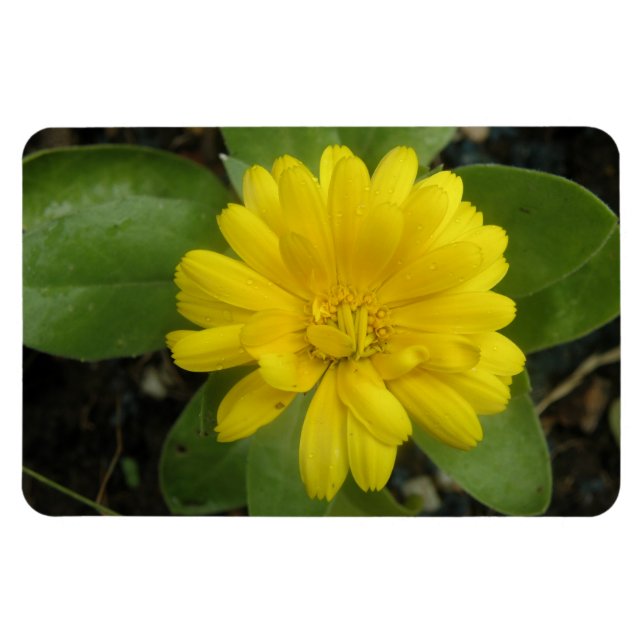 Bright Yellow Marigold Premium Magnet (Horizontal)