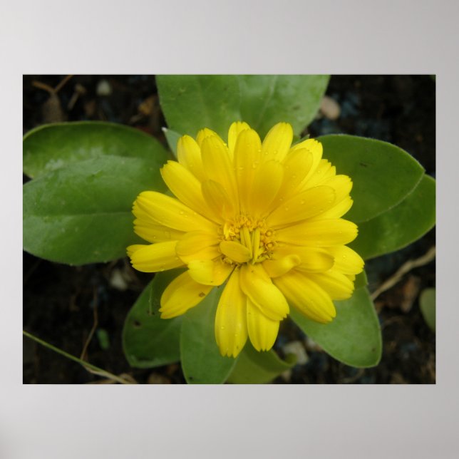 Bright Yellow Marigold Print (Front)