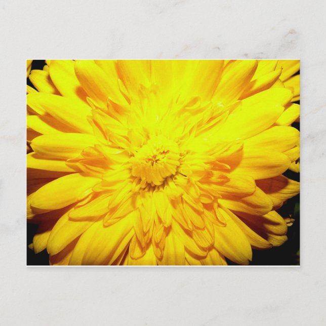 Bright Yellow Mum postcard (Front)