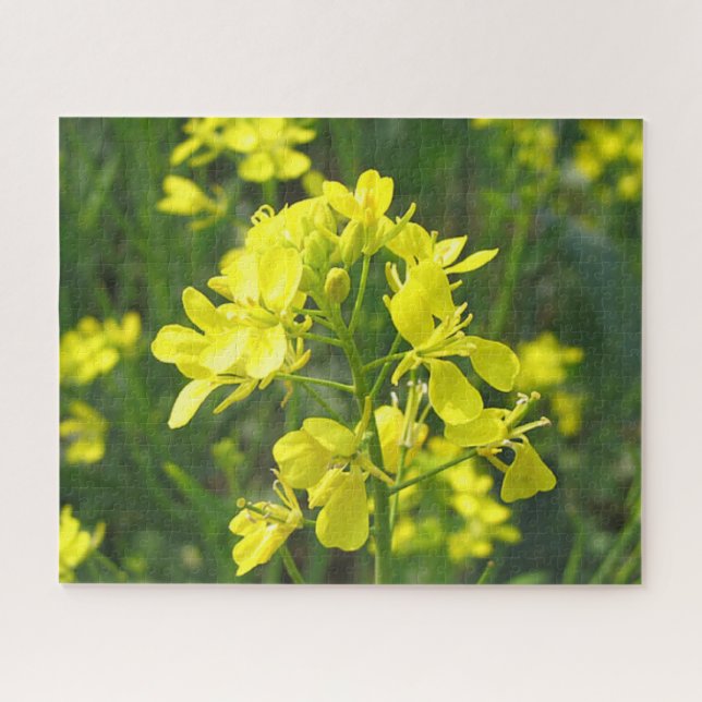Bright Yellow Mustard Blossoms Jigsaw Puzzle (Horizontal)