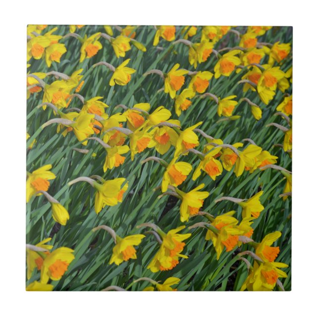 Bright yellow spring daffodils garden ceramic tile (Front)