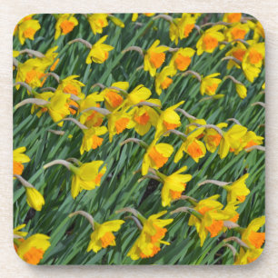 Bright yellow spring daffodils garden coaster